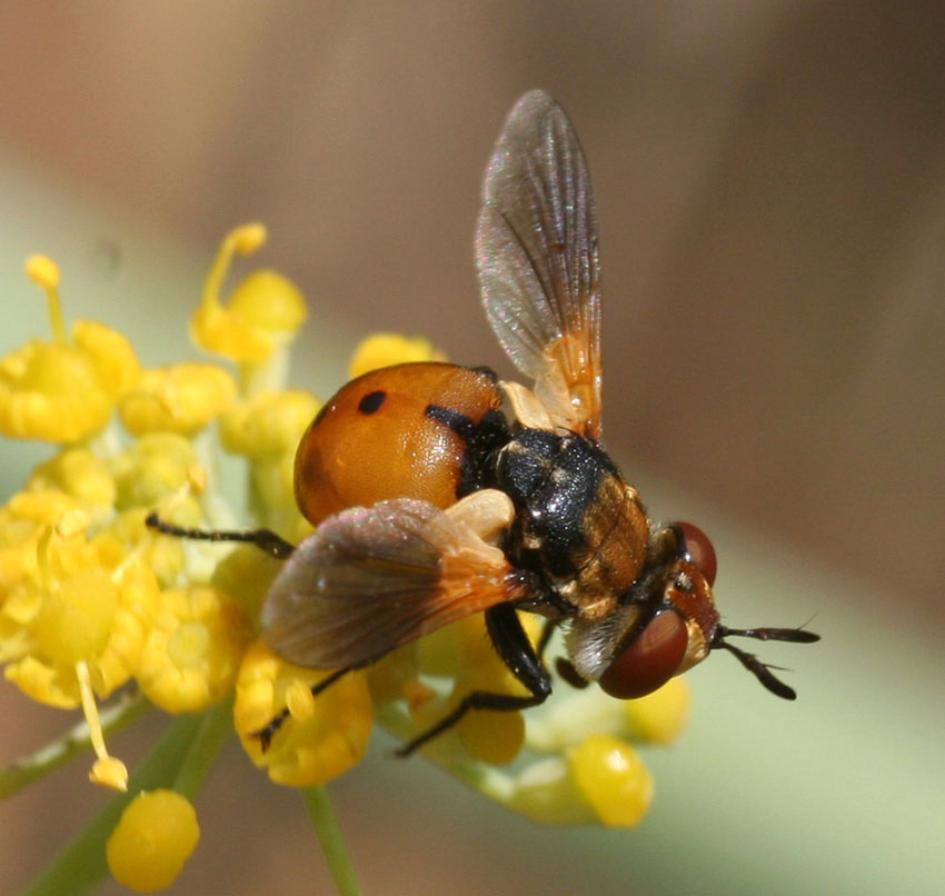 Gymnosoma rungsi (Tachinidae)